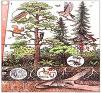 Сообщество, экосистема, биогеоценоз